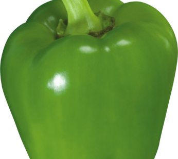 GREEN PEPPER SMALL