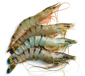 TIGER MEDIUM PRAWNS 1kg